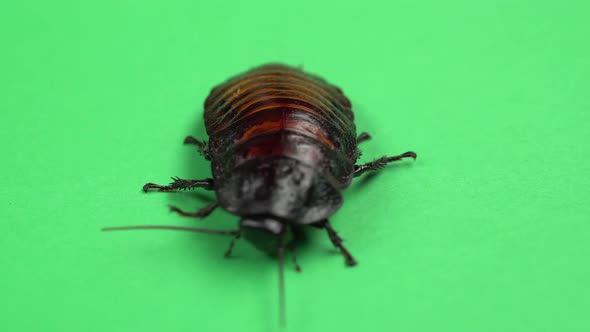 One Cockroach Spinning on Its Back and Trying To Stand on Its Paws. Green Screen. Close Up