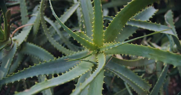 Close up of aloe vera plant outdoors. Cinematic slow motion, shallow focus