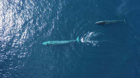 Aerial view of a sperm whale sin the ocean, Azores, Portugal.