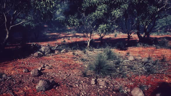 Dirt Track Through Angophora and Eucalyptus Forest