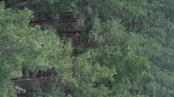 Vertical Video of Green Pine Forest By Day Aerial View