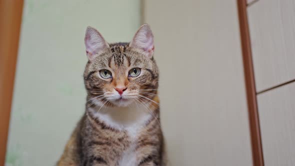 Beautiful Domestic Motley Cat in Home Interior