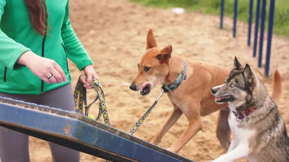 Mixed Breed Dog Eating a Treat From the Hand of a Trainer