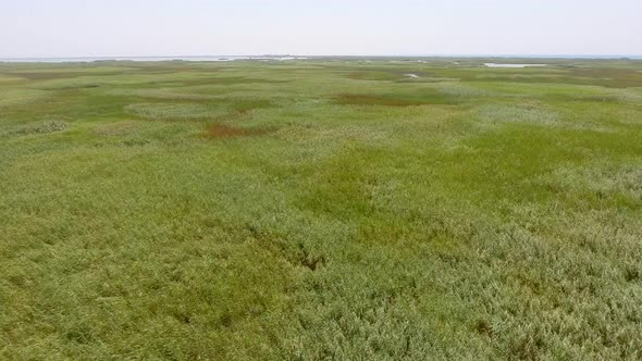 Flight Over Reeds Covering Lake