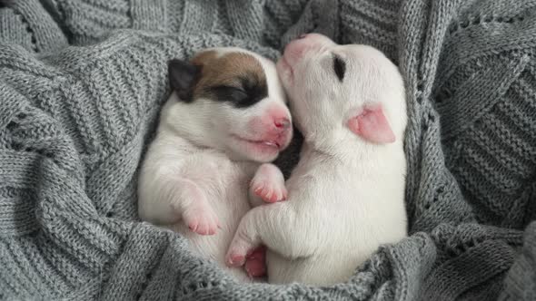 Newborn Puppy Sleeping on Knitted Plaid