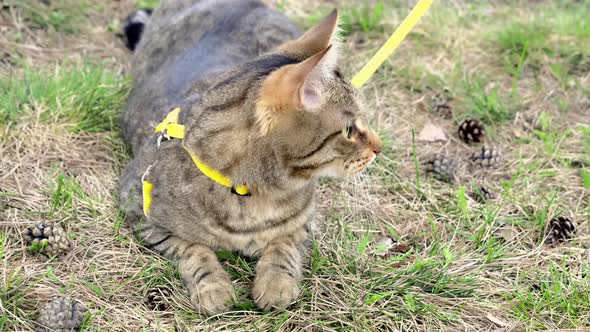 Walking a domestic cat on a yellow harness. The tabby cat is afraid of outdoor,hides in the green gr