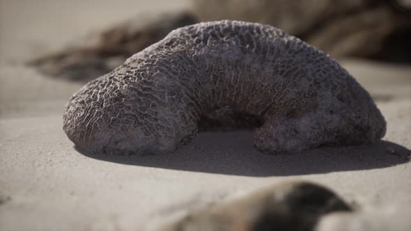 Old Coral on the Sand Beach