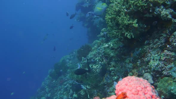 slow camera glida forward along a coral reef with lots of fish