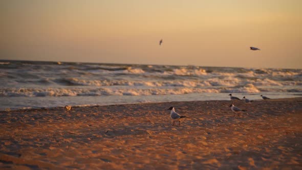 Motion of seagulls on shore on the foamy sea waves background at sunset.