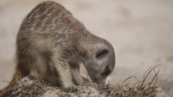 Cute newborn baby Meerkat digging with paws in sand and looking for food,close up shot