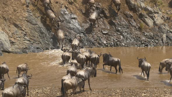 Gnus crossing small river