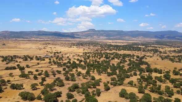 Aerial photography of a steppe savanna landscape, with scattered shrubs and trees