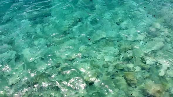 A shoal of black trigger fish swimming and feeding in choppy, crystal clear water of beautiful turqu