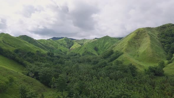 Flying Above Beautiful Lush Green Jungle with Palm Trees