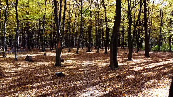 Aerial drone view of a flying in the autumn park.