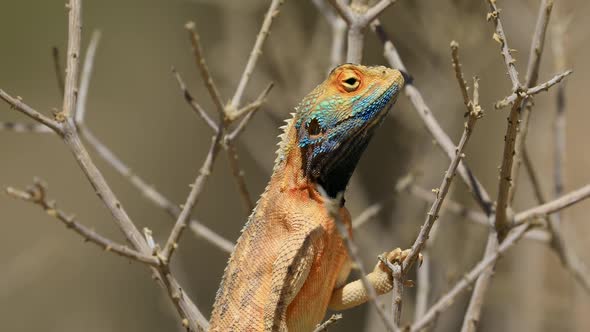 Male Ground Agama On A Branch