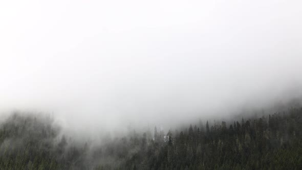 Fog Clouds Dissipation Of Water Moisture Pacific Northwest Washington State Usa Evergreen Forest