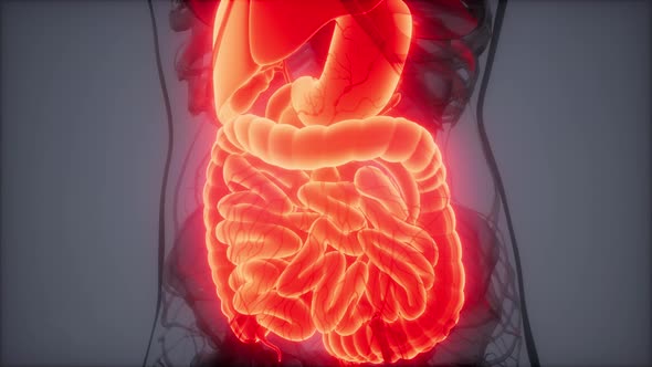 3d Illustration of Human Digestive System Parts and Functions