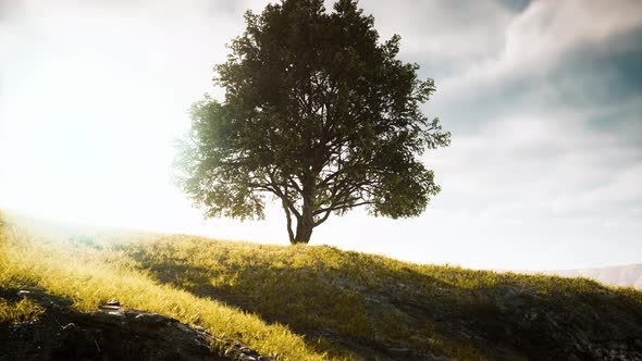 Spring Field Wit Lone Tree