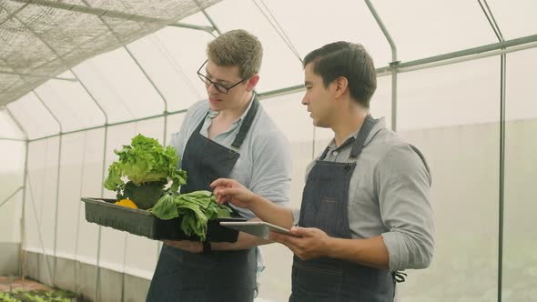 Two male farmers work in plantation greenhouse, with fresh organic vegetables.