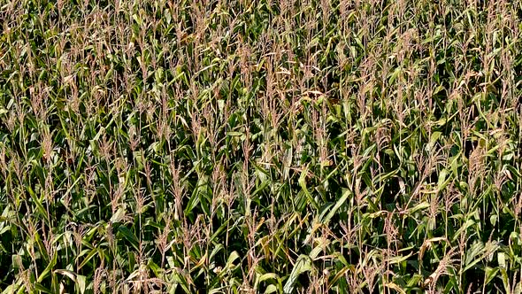 4K camera drone flying backwards over crops field in rural area.