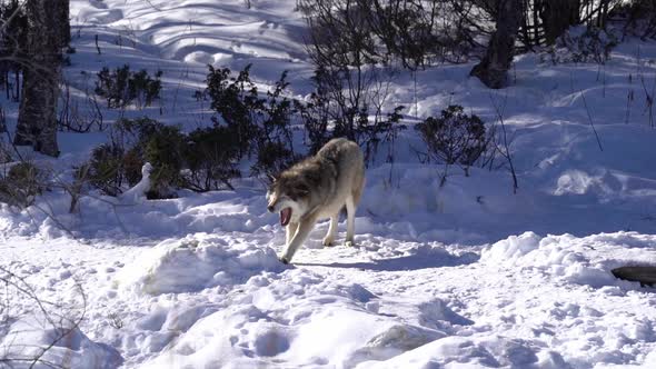 Wild wolf yawning and doing stretching excercises after waking up from nap in forest - Single wolf s