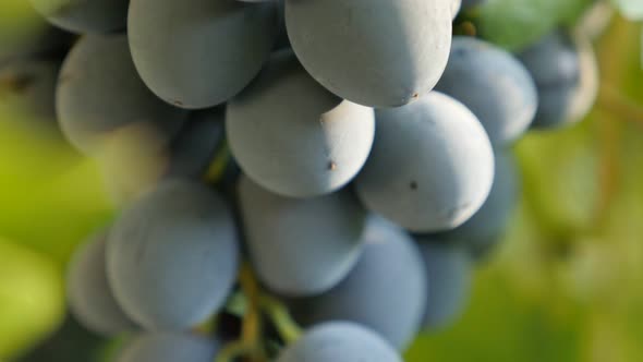 Grape fruit  Vitaceae family product on woody vines healthy food tilting 4K 2160p 30fps UltraHD foot