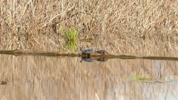 Two small tortoises crawling on a log in a lake,sunny day.