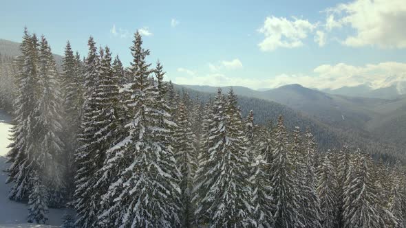 Aerial View of Tall Pine Trees Covered with Fresh Fallen Snow in Winter Mountain Forest on Cold