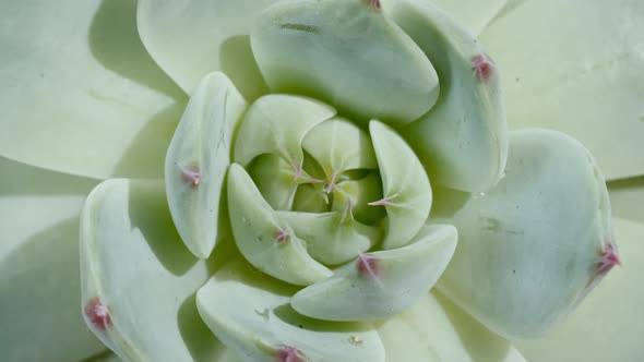 Beautiful Pattern of Green Succulent Rotating Macro Shot