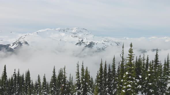 Snowy Forest on Top of the Mountains in Winter During Sunny Morning