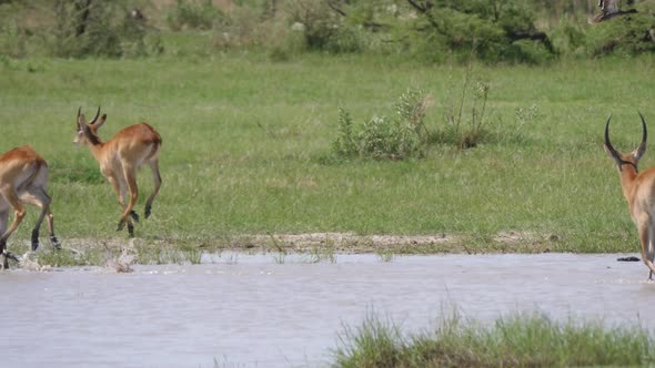 A herd of antelope running away 