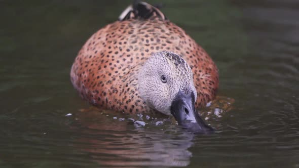 A Red Shoveler duck feeding from small invertebrates and algae on the water