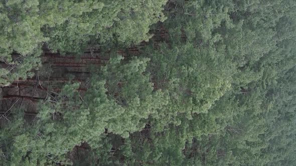 Vertical Video of Green Pine Forest By Day Aerial View