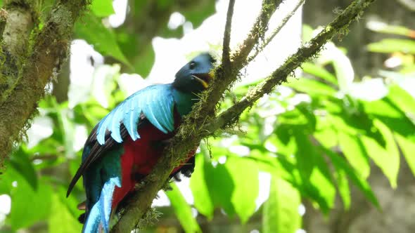 Colorful Male Quetzal in his Natural Habitat in the Forest