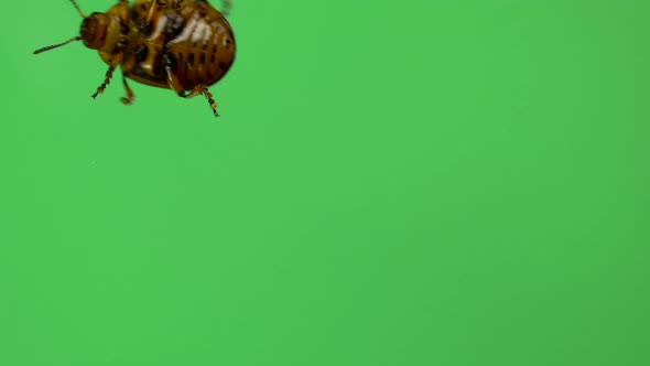 Colorado Potato Beetle Bug Walking on Green Screen. Bottom View