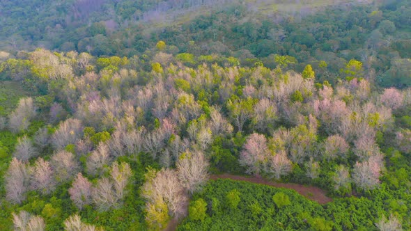 Aerial view of road street with sakura cherry flowers blossom trees of Phu Lom Lo national park