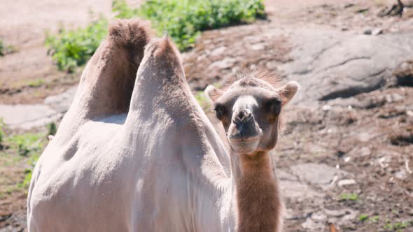 Close view of Bactrian camel walking in stony landscape in sunlight