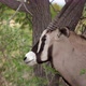 Oryx Antelope in the Wild - VideoHive Item for Sale