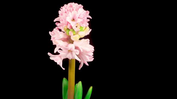Growing and Opening Pink Hyacinth Flower on Black Background