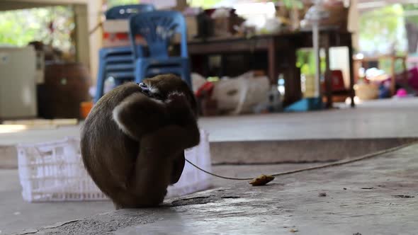 A young long tail macaque monkey is sucking its thumb then biting its foot while falling down on the