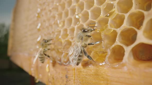 Bees Eating Honey From a Honeycomb