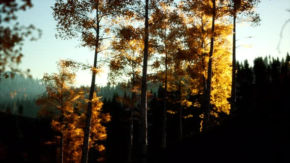 Mountain Autumn Landscape with Yellow Forest