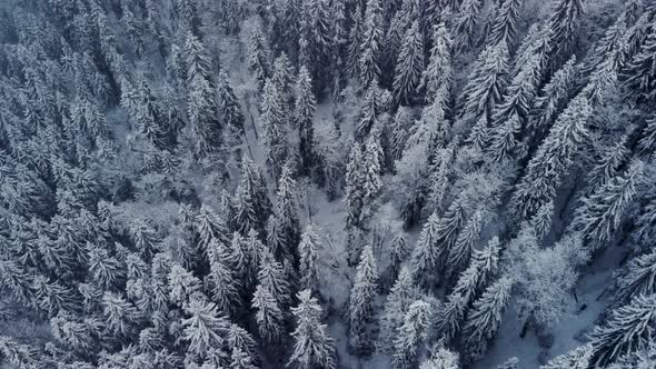 Aerial Flying Above Winter Forest in Mountain Valley