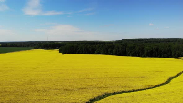 Yellow Rapeseed Flower Field Sunny Day with Blue Sky Sping Time Shot From Drone Aerial