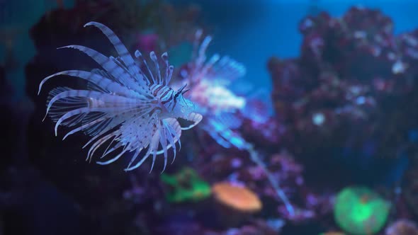 Lion Fish, Coral Reef Underwater