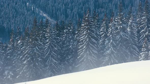 Tall Evergreen Pine Trees Swaying on Strong Stormy Wind During Heavy Snowfall in Winter Mountain