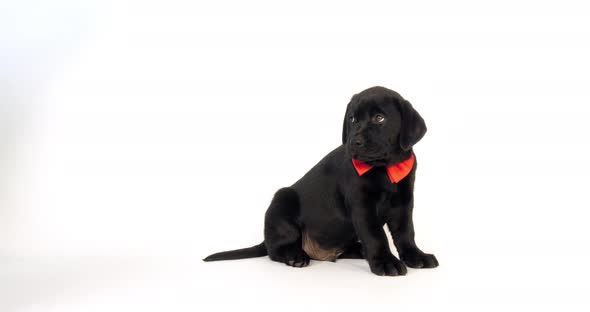 Black Labrador Retriever, Puppy wearing a Bow Tie on White Background, Licking its Nose, Normandy