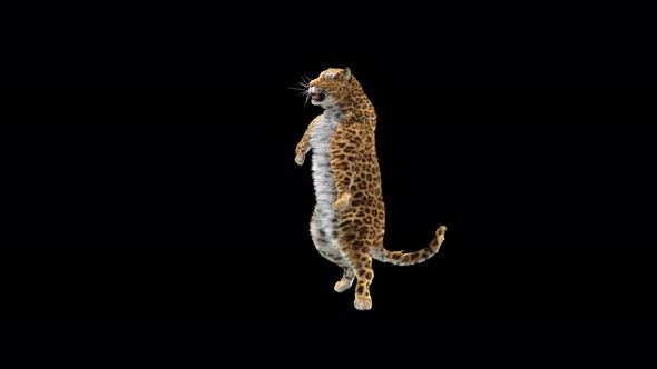 Leopard Dancing 4K