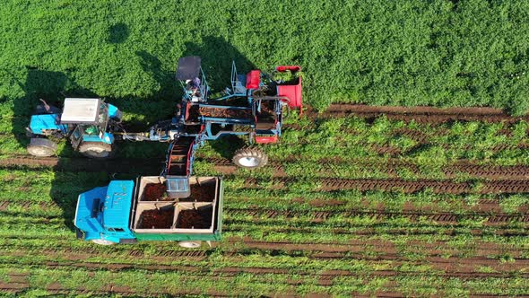 Carrot Harvest in Russia